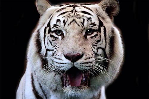 big-cat-habitat-things-to-do-close-to-anna-maria-island