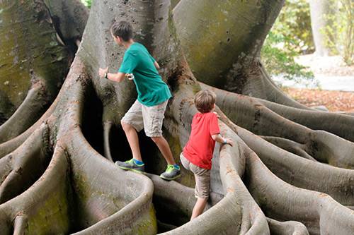 marie-selby-garden-fun-things-to-do-close-to-anna-maria-island